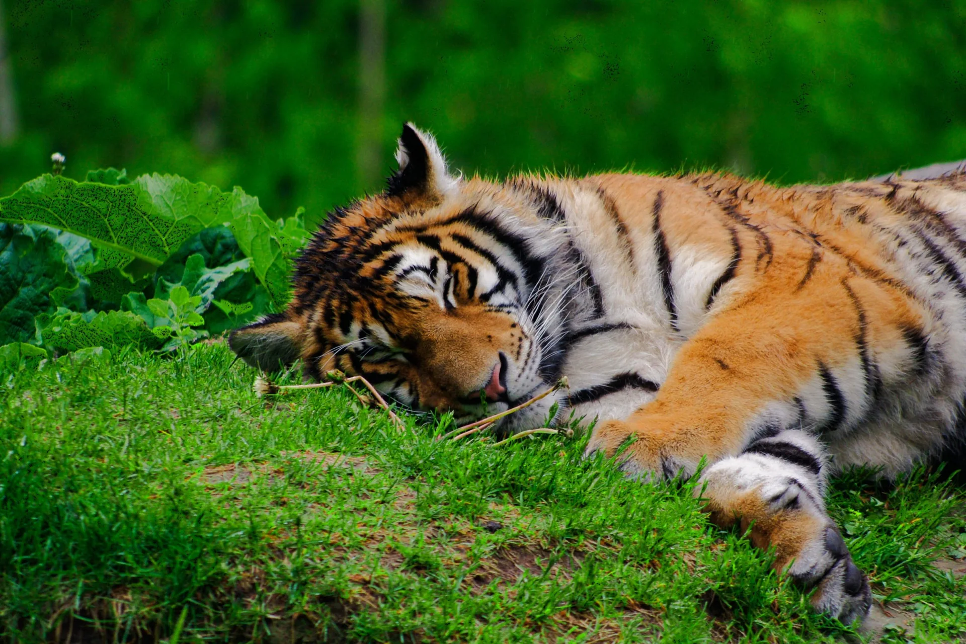ZOO Spišská Nová Ves